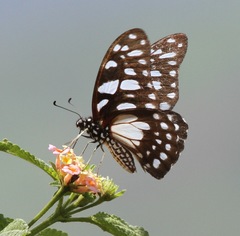 Graphium leonidas