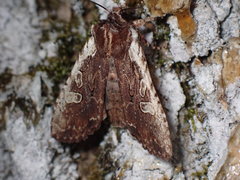 Lithophane oriunda