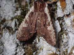 Lithophane oriunda