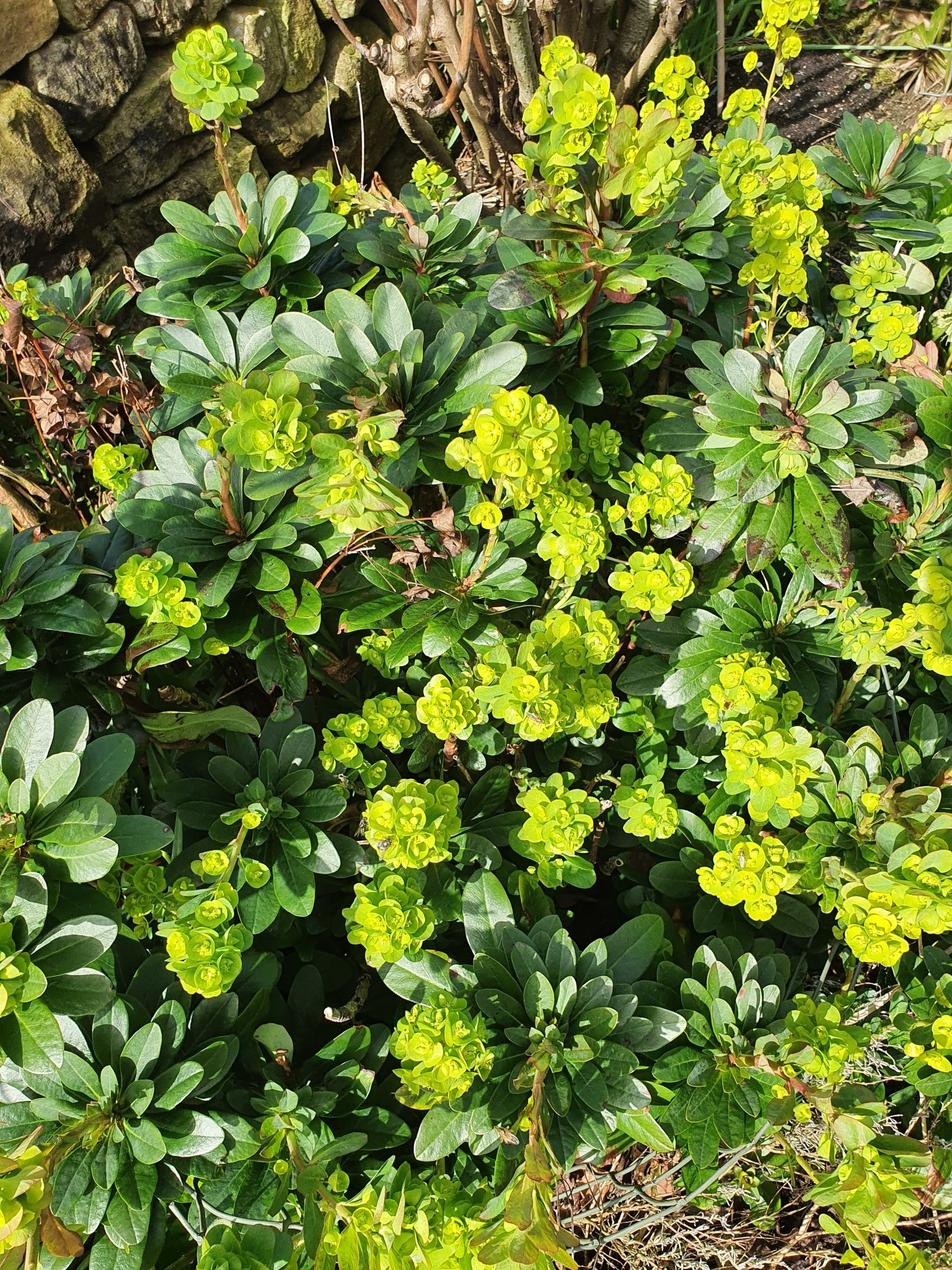 Euphorbia amygdaloides ssp. robbiae