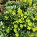 Euphorbia amygdaloides robbiae - Photo (c) cam-_-, μερικά δικαιώματα διατηρούνται (CC BY-NC)