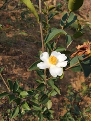 Camellia oleifera