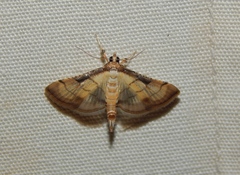 Spilomelini