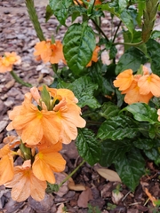 Crossandra infundibuliformis