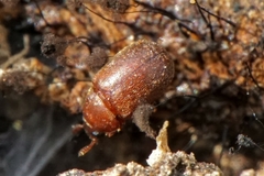 Pentaphyllus