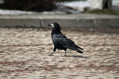 Corvus frugilegus