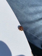 Harmonia axyridis
