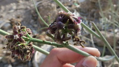 Periploca aphylla