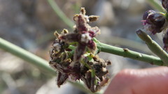 Periploca aphylla