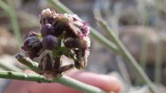 Periploca aphylla