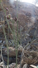 Periploca aphylla