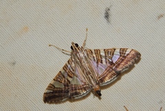 Glyphodes stolalis