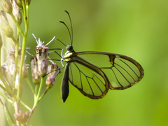 Episcada hymenaea hymenaea