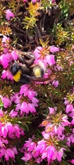 Bombus lucorum