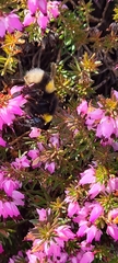 Bombus lucorum
