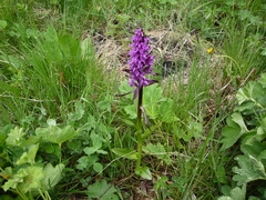Dactylorhiza euxina