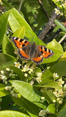 Aglais urticae