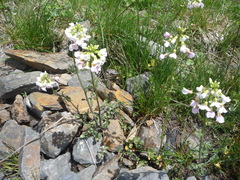 Cardamine uliginosa