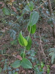 Smilax horridiramula