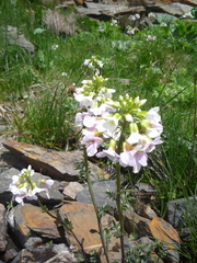Cardamine uliginosa