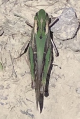 Gastrimargus marmoratus