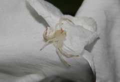 Thomisus daradioides