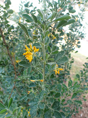 Medicago arborea