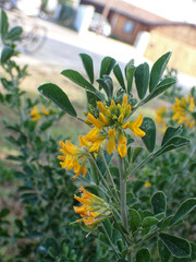 Medicago arborea