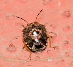 Menida