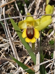 Ophrys lutea lutea