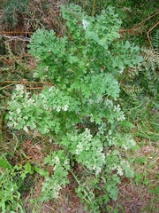 Phytomyza syngenesiae