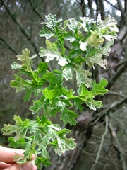 Phytomyza syngenesiae