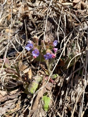 Pulmonaria mollis