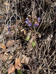 Pulmonaria mollis