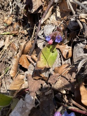 Pulmonaria mollis