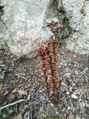 Orobanche hederae
