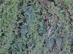 Polystichum neozelandicum