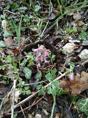 Corydalis paczoskii