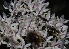 Peritrichia nitidipennis