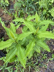 Miconia prasina