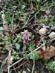 Corydalis paczoskii