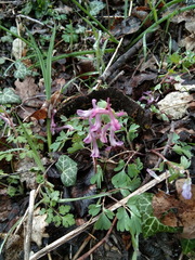 Corydalis paczoskii