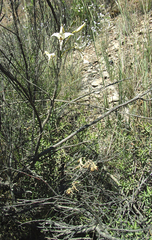 Gladiolus leptosiphon
