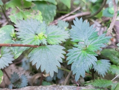 Nanocnide japonica