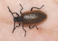 Lagria grenieri