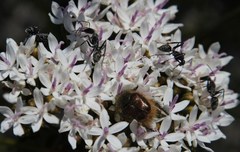 Camponotus angusticeps