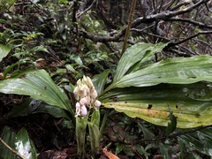 Calanthe aristulifera