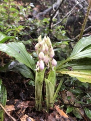Calanthe aristulifera