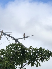 Mimus polyglottos
