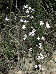 Jamesbrittenia aspalathoides